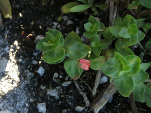 Lysimachia arvensis observed 2022-12-29