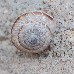 Xeroplexa intersecta