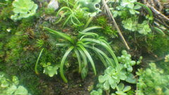 Isoetes histrix