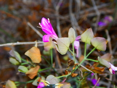 Dicliptera resupinata