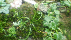 Isoetes histrix