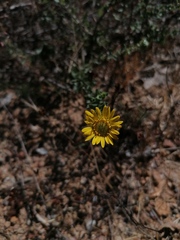 Grindelia inuloides