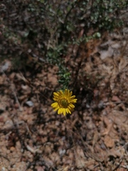 Grindelia inuloides