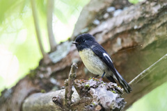 Petroica macrocephala macrocephala