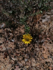 Grindelia inuloides