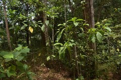 Tarenna dallachiana