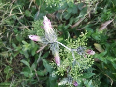 Carduus arabicus