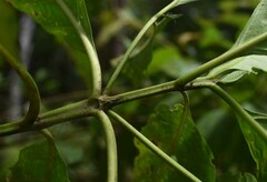 Tarenna dallachiana