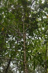 Tarenna dallachiana