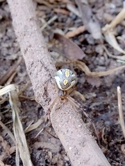 Latrodectus hesperus