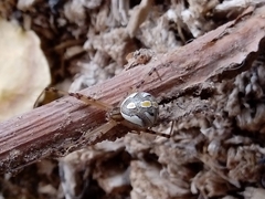 Latrodectus hesperus
