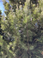 Casuarina cunninghamiana