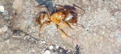 Camponotus atriceps