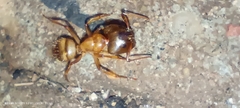 Camponotus atriceps