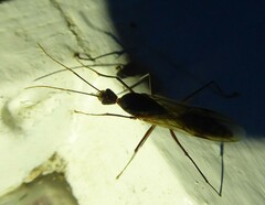 Camponotus etiolipes