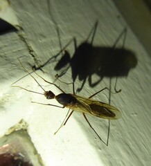 Camponotus etiolipes