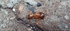 Camponotus atriceps