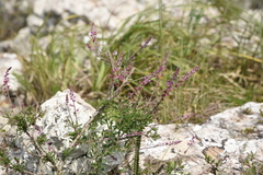 Monnina cuneata