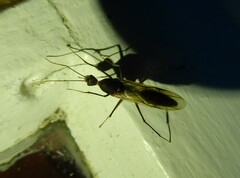 Camponotus etiolipes