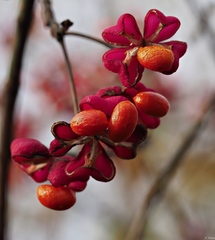 Euonymus europaeus