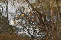 Sinclairia glabra