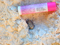 Hyla arenicolor