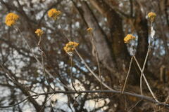 Sinclairia glabra