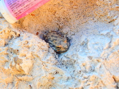 Hyla arenicolor