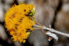 Sinclairia glabra