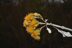 Sinclairia glabra