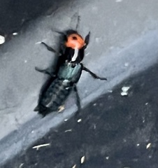 Creophilus erythrocephalus