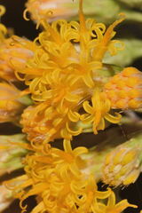 Sinclairia glabra