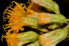 Sinclairia glabra