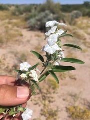 Euploca convolvulacea