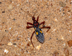 Zelurus nigrolineatus