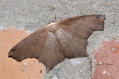 Eutomopepla discuneata