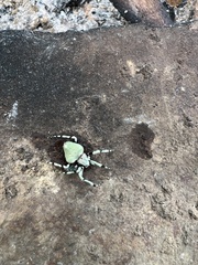 Eustala tribrachiata