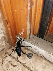 Carabus intricatus