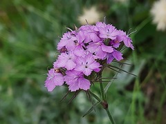 Dianthus pseudarmeria
