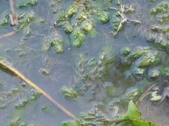 Ceratophyllum