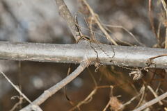 Sinclairia glabra
