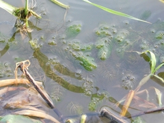 Ceratophyllum