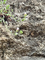 Chaenorhinum origanifolium