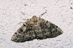 Cleorodes lichenaria
