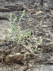 Chaenorhinum origanifolium