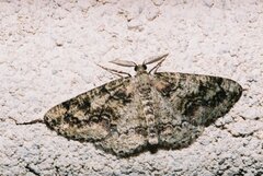 Cleorodes lichenaria
