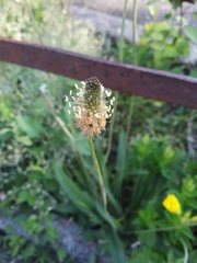 Plantago lanceolata