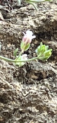 Chaenorhinum origanifolium
