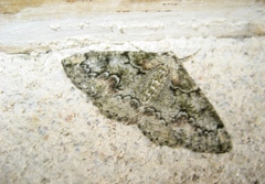 Cleorodes lichenaria
