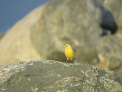 Serinus canaria